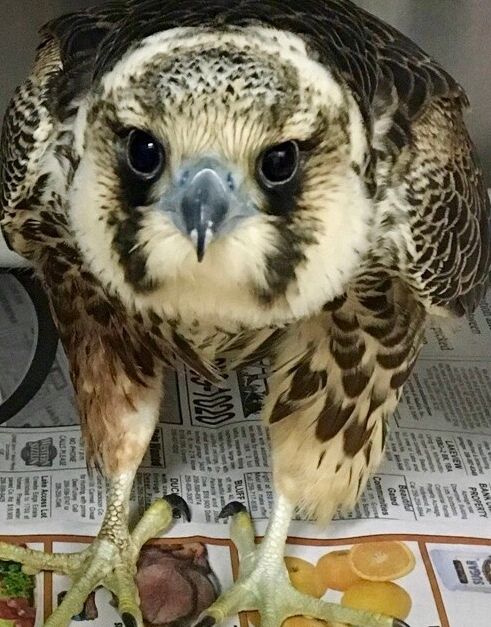 Bird of prey treated at Grant Animal Clinic